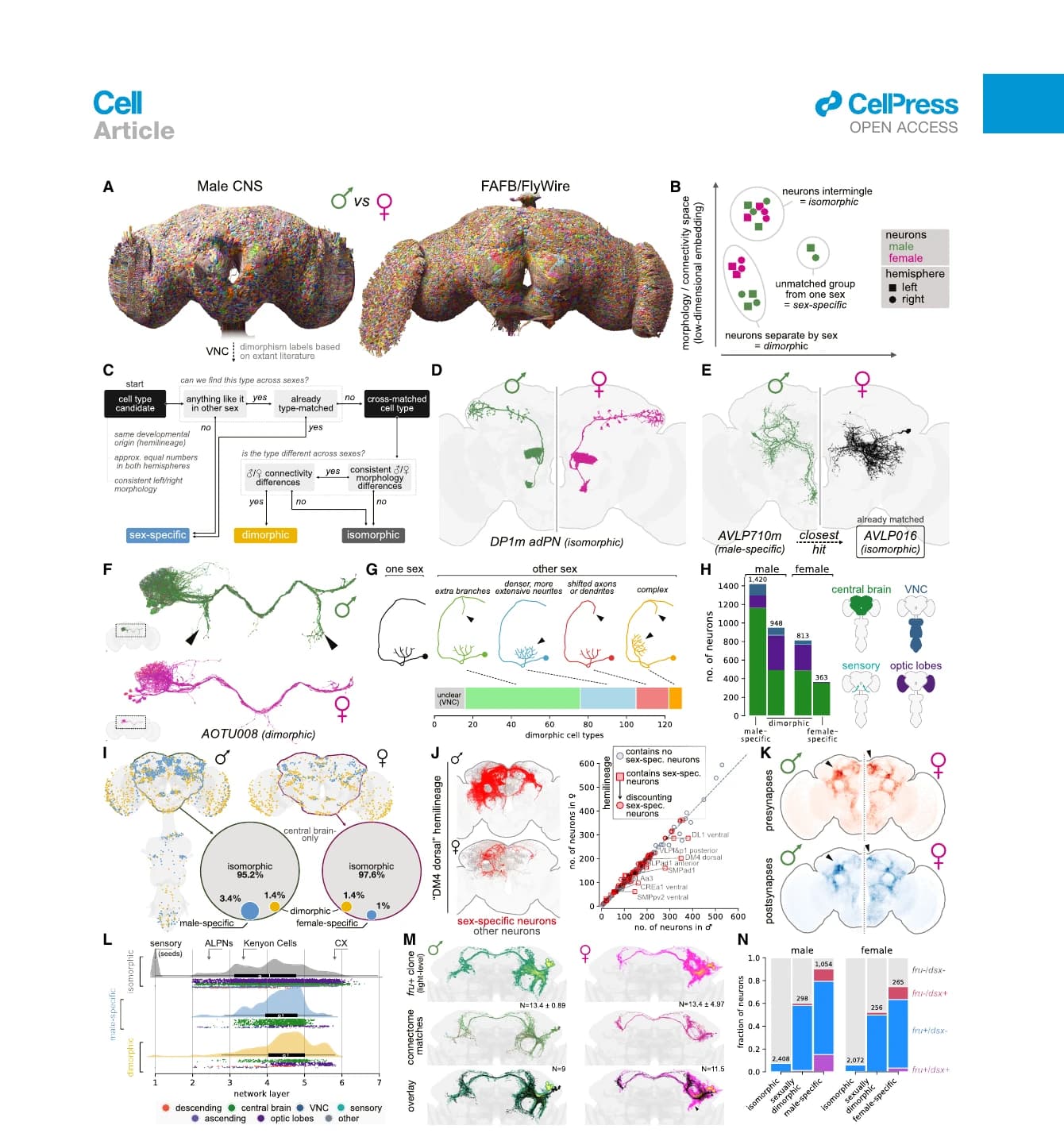 Figure 3 from the Cell paper comparing male and female Drosophila connectomes and sexually dimorphic cell types.