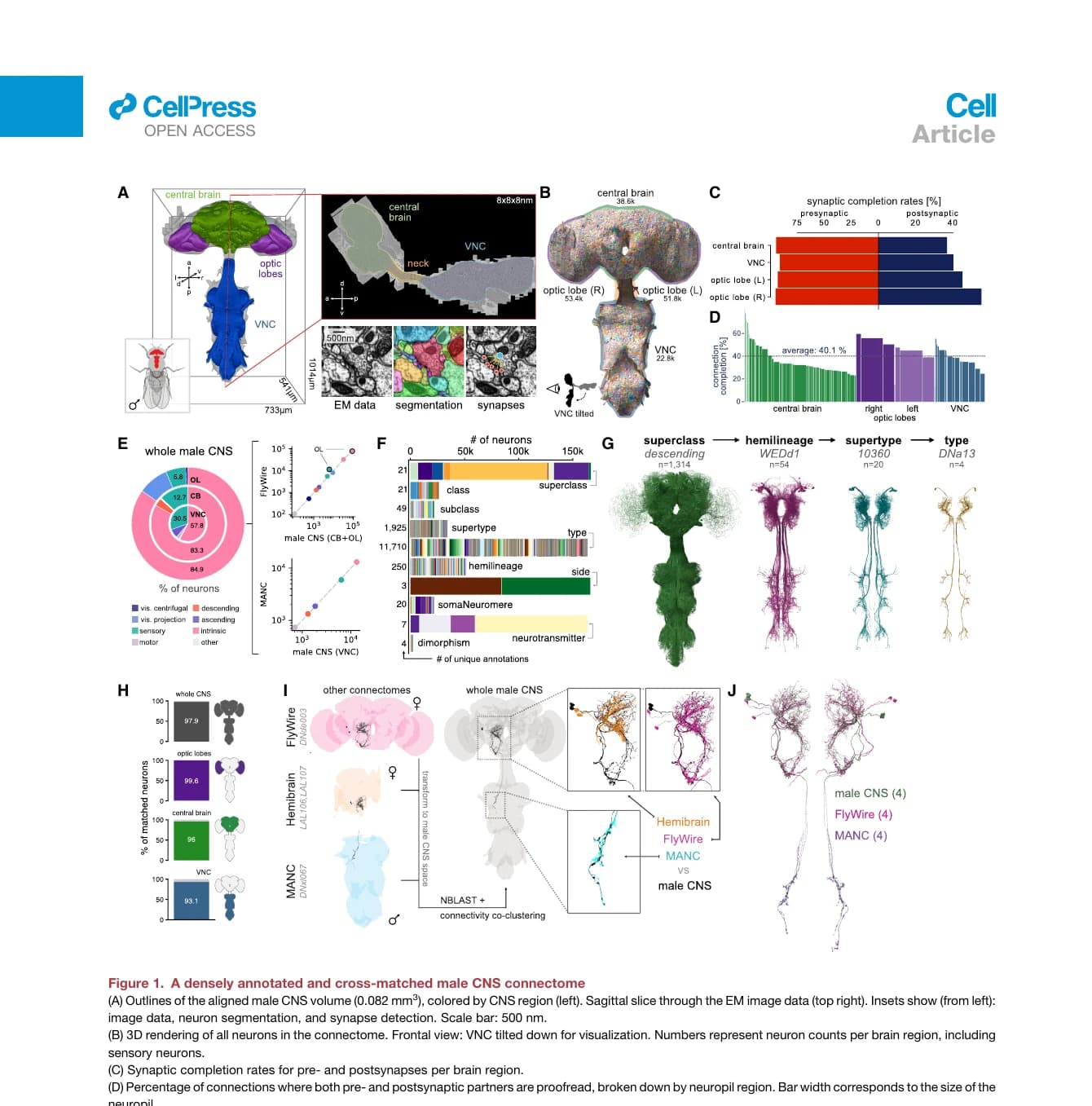 Figure 1 from the Cell paper showing the male Drosophila central nervous system dataset, workflow, annotations and matched cell types.